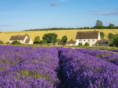 Cotswold Lavender